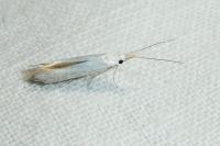 Coleophora anatipennella
