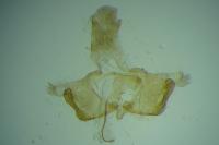 Coleophora anatipennella