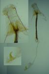 Coleophora vulpecula