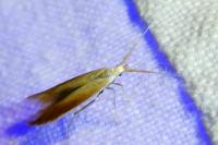 Coleophora vulpecula