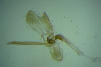Monopis obviella
