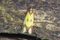 Agapeta zoegana