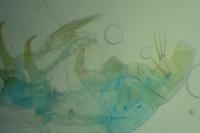 Bryotropha senectella