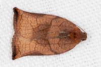 Archips podana