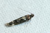 Caryocolum vicinellum