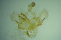 Coleophora glaucicolella