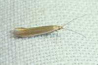 Coleophora glaucicolella