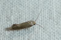 Elachista pigerella