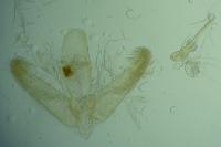 Elachista pigerella
