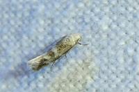 Elachista lugdunensis