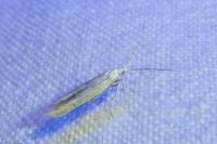 Coleophora oriolella