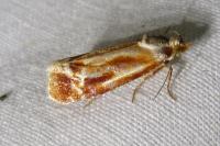 Rhyacionia buoliana