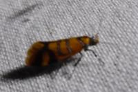 Promalactis procerella