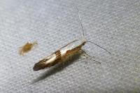 Argyresthia pruniella