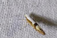 Argyresthia pruniella