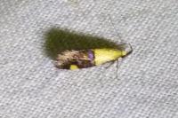 Oecophora bractella