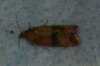 Celypha striana