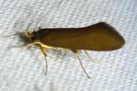 Crassa unitella