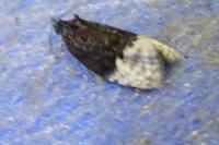 Apotomis betuletana