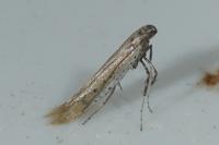 Aspilapteryx tringipennella