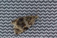 Celypha lacunana