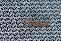 Plutella xylostella