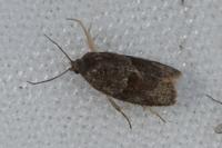 Syndemis musculana