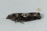 Epinotia immundana