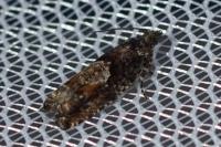 Epinotia immundana