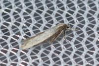 Elachista rufocinerea