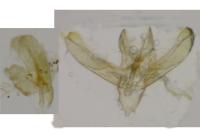 Elachista rufocinerea