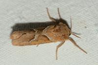 Triodia sylvina
