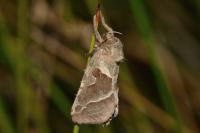 Triodia sylvina