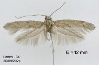 Zelleria oleastrella