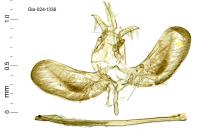 Zelleria oleastrella