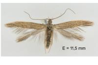 Coleophora texanella