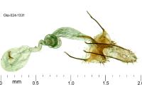 Coleophora texanella