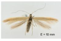 Coleophora glaucicolella