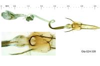 Coleophora glaucicolella
