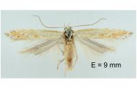 Ptocheuusa paupella