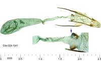 Ptocheuusa paupella