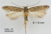 Scrobipalpa nitentella