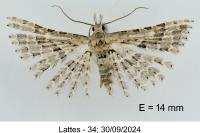 Alucita palodactyla