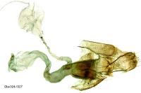 Agdistis neglecta