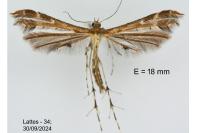 Oxyptilus propedistans