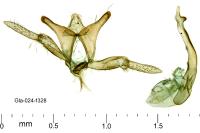 Oxyptilus propedistans