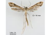 Stenoptilodes taprobanes