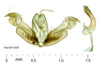 Stenoptilodes taprobanes