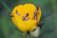 Micropterix calthella
