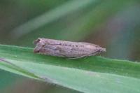 Bactra lancealana